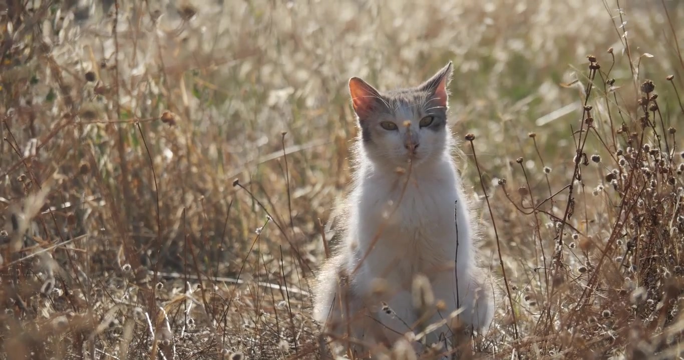 Un gatto siede tra l'erba dorata in un pomeriggio soleggiato e si sdraia per riposare