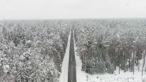 pine tree forest with road covered in snow during heavy snowfall, aerial view