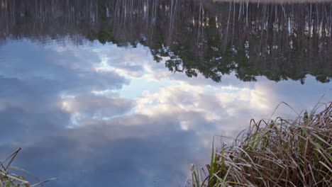 a close up of a lake where a stone is thrown in.