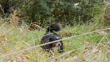 An-excited-mini-Australian-Shepherd-running-through-a-field-of-tall-grass