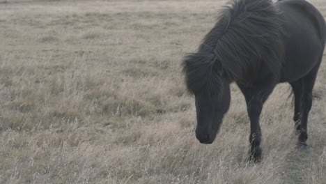 Isländisches-Schwarzes-Pferd-Sucht-Gras