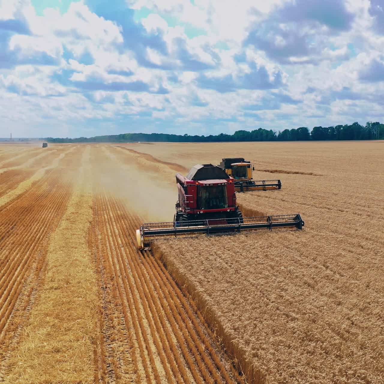 Agricultural machinery gathering ripe wheat. Front view of two combine harvesters working on the field. Seasonal works.