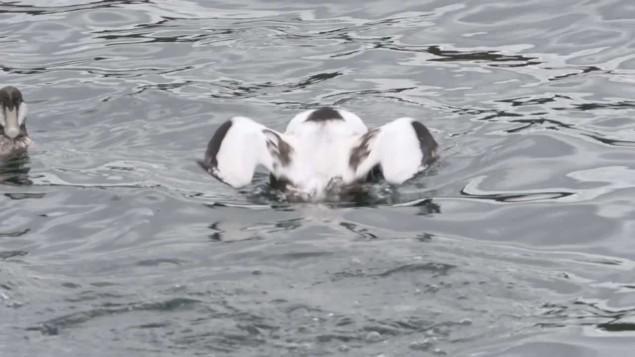 Common eider duck diving for food in the cold waters of Norway