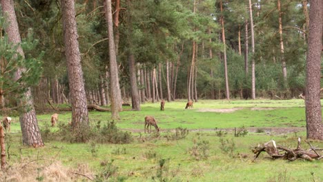 deer in a forest meadow