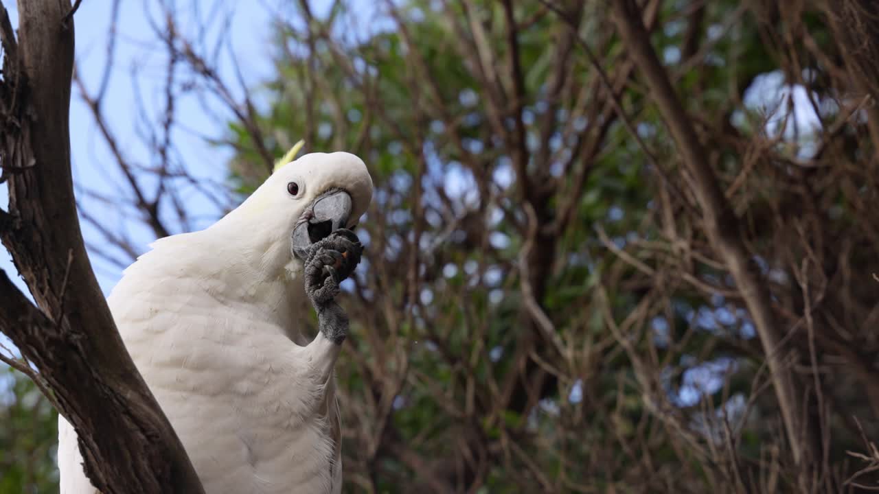 cacahuete posado en la rama de un árbol, comiendo comida