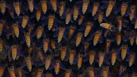 Honey-Bees-are-known-to-build-large-colonies-of-nest-with-symmetrical-pockets-made-of-wax-for-them-to-store-honey-as-their-food-source