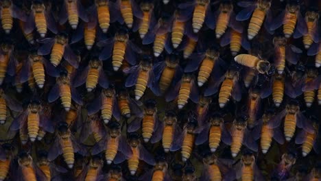 honey bees are known to build large colonies of nest with symmetrical pockets made of wax for them to store honey as their food source