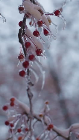 primer plano de ramas de árboles cubiertas de nieve con bayas rojas y hielo colgando, fondo borroso con indicios de contornos estructurales que crean una atmósfera serena y fría de invierno bajo una suave luz natural
