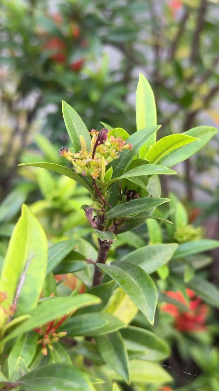 Small Black Ant Crawling on Green Ixora Plant Leaves