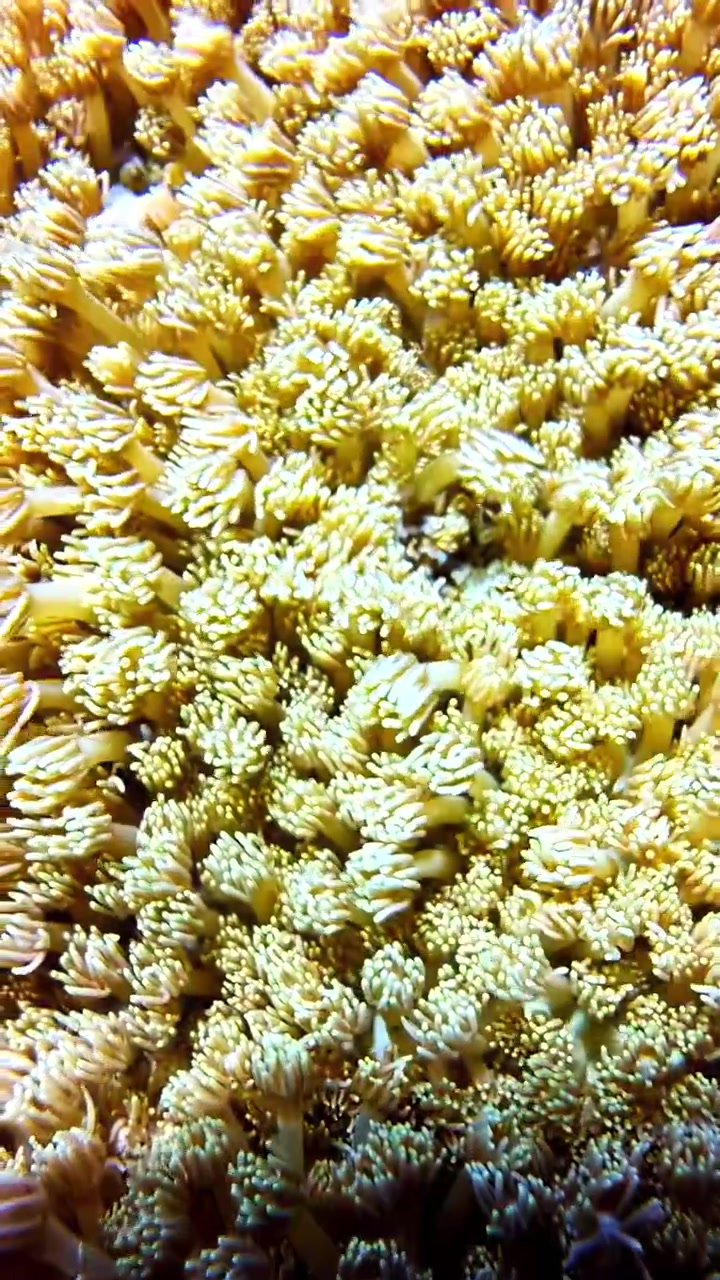 Polipi di corallo molle ondeggiano dolcemente con le correnti oceaniche, mostrando trame intricate e movimento. Utile per contenuti di biologia marina o scopi educativi.