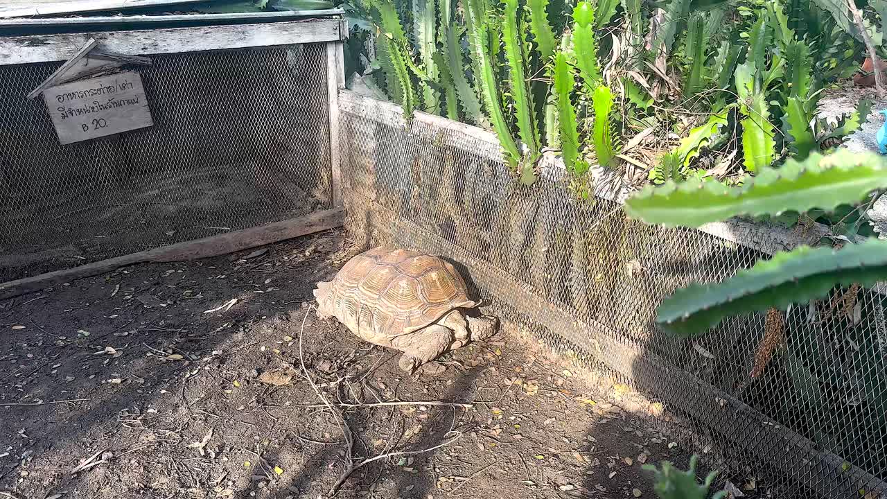 tortuga explorando el recinto en el mercado flotante