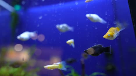 peces de colores en el acuario