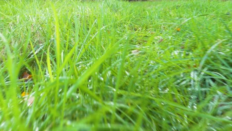 close up view of walking by the green grass meadow in the forest on bright sunny summer day