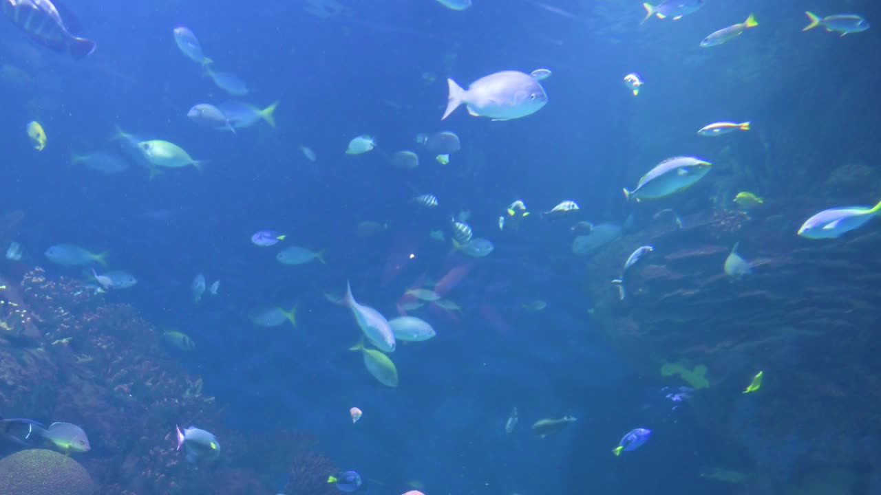 Hundreds of marine fish species can be found at the Oceanografic, which is situated in Valencia's City of Arts and Sciences. Home to over 500 species, it’s Europe’s largest oceanographic park.