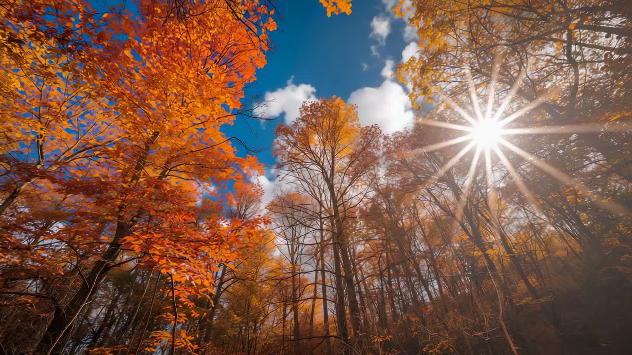 White cloud drifting over forest of russet leaves revealing sun starburst through deciduous trunks