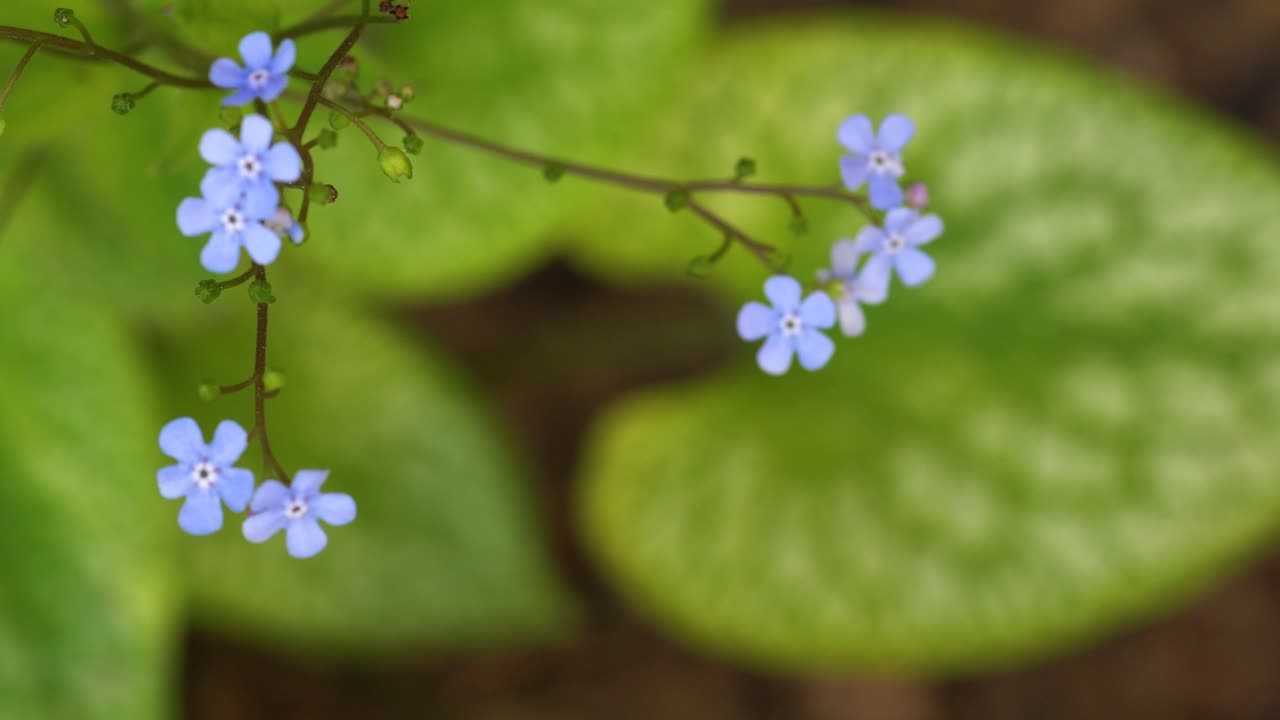 brunnera, flor de jardín perenne amante de la sombra con variegación decorativa en las hojas y flores pequeñas que no me olvidan