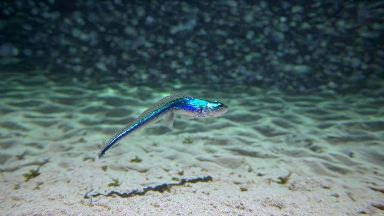 Small, Turquoise-Green Fish Underwater