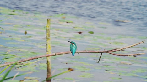 kingfisher perched on branch over idyllic pond in friesland netherlands, over calm water at edge of river turning head