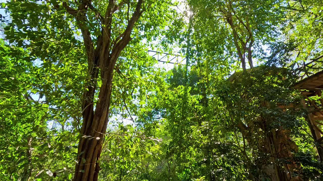 Walking through a vibrant, sunlit forest path