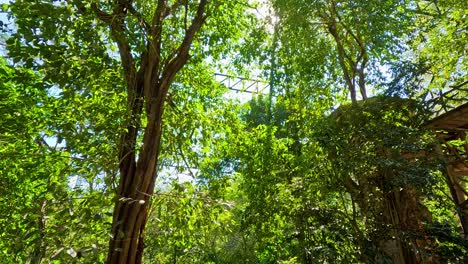 walking through a vibrant, sunlit forest path