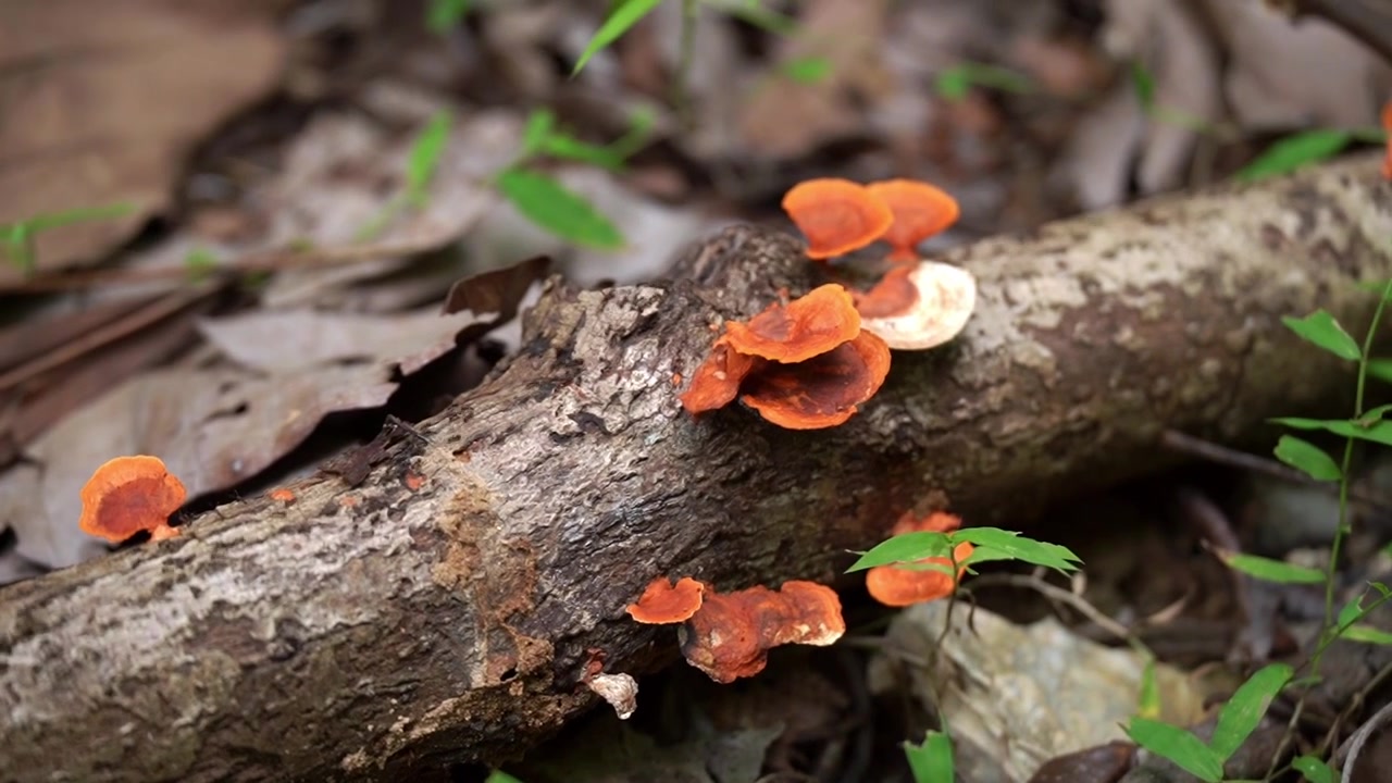 Tomada panorâmica lenta sobre um tronco em decomposição no chão da floresta, decorado com fungos de prateleira laranja brilhante (espécie Pycnoporus), enquanto formigas pretas forrageiam ao longo da casca e cogumelos entre folhas mortas