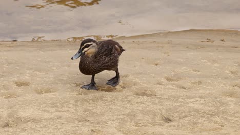 a duck walks along the sandy shore