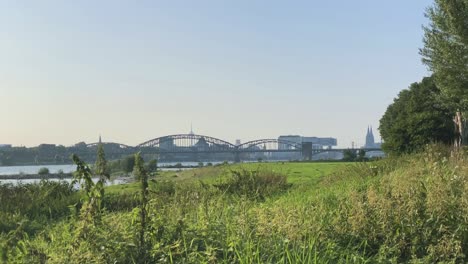 Summer-grass-by-the-Rhine-river-in-Cologne-Germany-You-can-see-the-bridges-and-the-cathedral-in-the-background