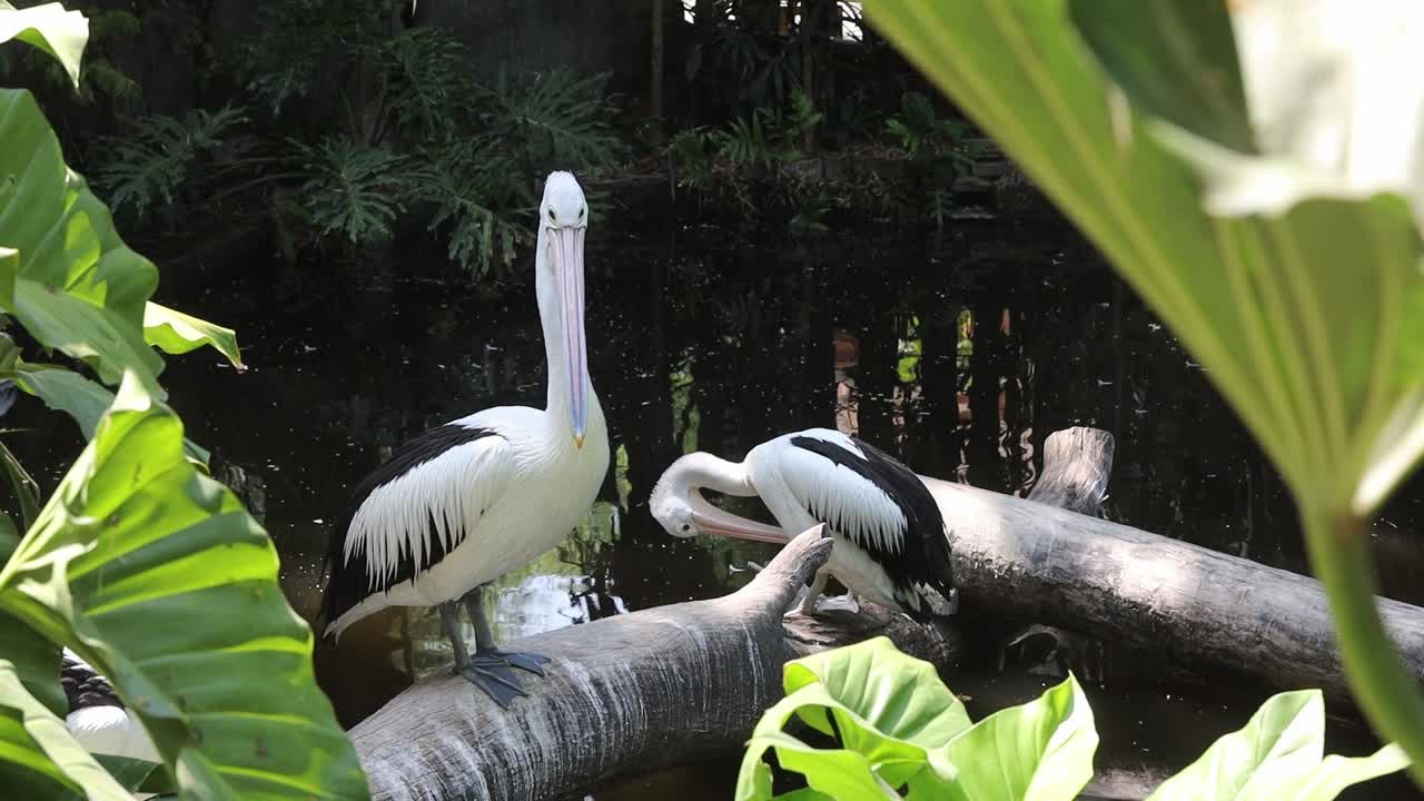 Pelicans Standing on Logs Above Pond in Tropical Wildlife Habitat
