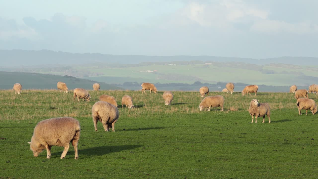Pecore che mangiano erba in un campo pittoresco