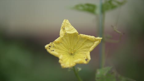 A-close-up,-detailed-shot-of-a-vibrant-yellow-Indian-plant-nestled-within-the-lush-vegetation-of-India,-with-a-beautifully-blurred,-unfocused-background