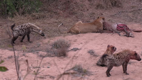 a lioness is harassed by hyenas as she tries to feed on her prey