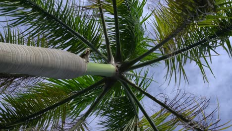 vídeos verticales