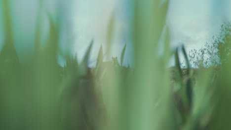 red fox standing on top of hill looking through tall grass