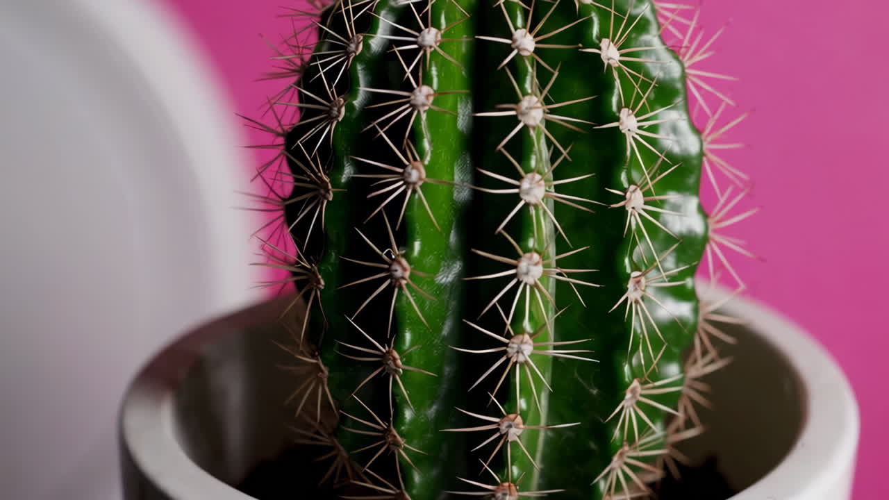 Close-up of a potted cactus with a pink background