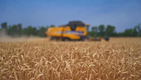 Contrasting yellow field against the bright blue sky on a harvest season. Modern machinery working in the farmland. Working yellow harvester at the backdrop.
