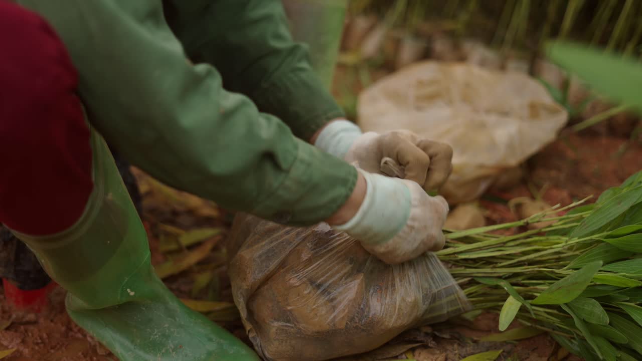 plantando retoños