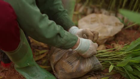 planting saplings