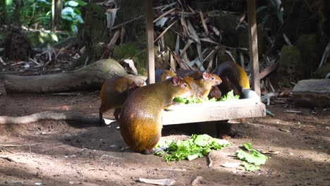 Family-of-various-agouti-eating-lettuce-from-wooden-container-in-jungle-environment-zoo-enclosure