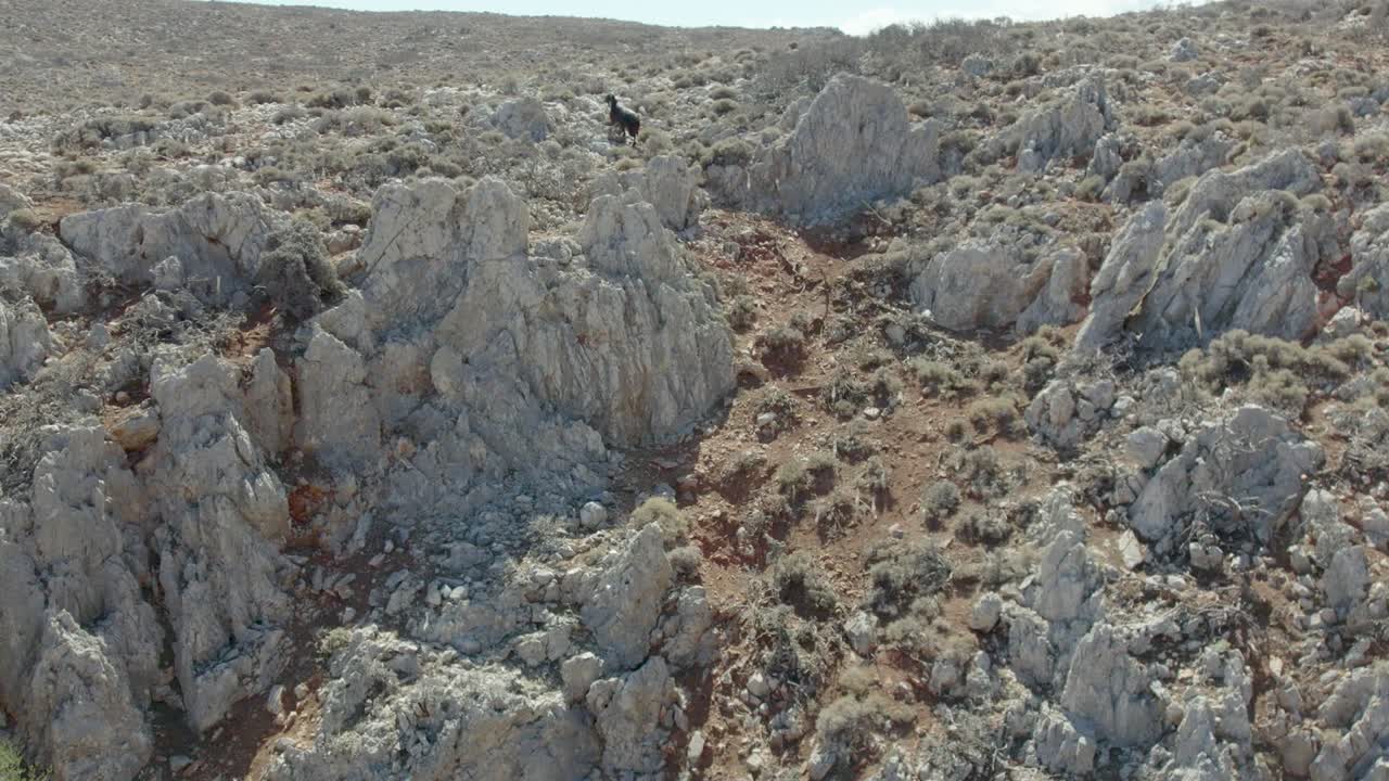 escalada de cabras en el acantilado de las montañas rocosas en chania, grecia