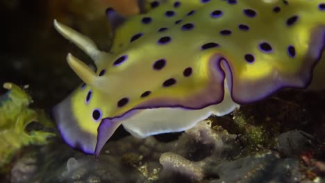 goniobranchus kuniei nudibranch walking and dancing