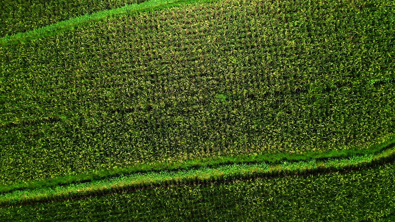 tallos verdes de cultivos de arroz en parcelas de campo de plantación en ubud, bali