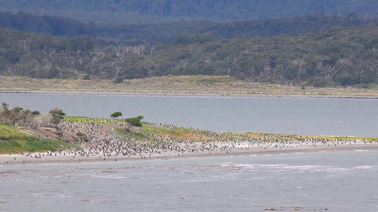 Fantastisk vidvinkelbillede fanger en travl koloni af magellanpingviner langs Hammer Islands barske patagonske kyst under en overskyet himmel, der viser et levende dyreliv og fjerntliggende kystlandskab