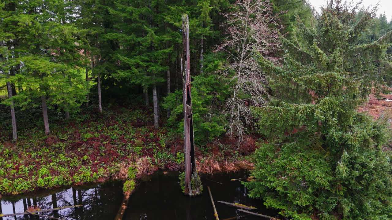 pacific northwest creek y árboles en el bosque de hoja perenne en el estado de washington en un día nublado