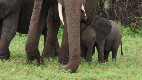 medium shot of a tiny baby african elephant calf standing close to its mother while she is feeding and playing around with some grass, mashatu game reserve