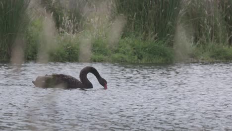 black swan in the lake. slow motion