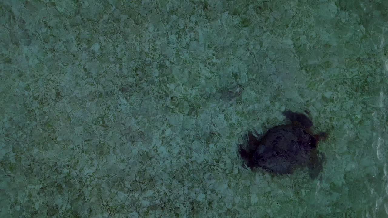 close up drohn Sea turtle swimming calmly in clear water over a sandy and coral seabed, viewed from an aerial perspective. Unique aerial view drone camera pointing down