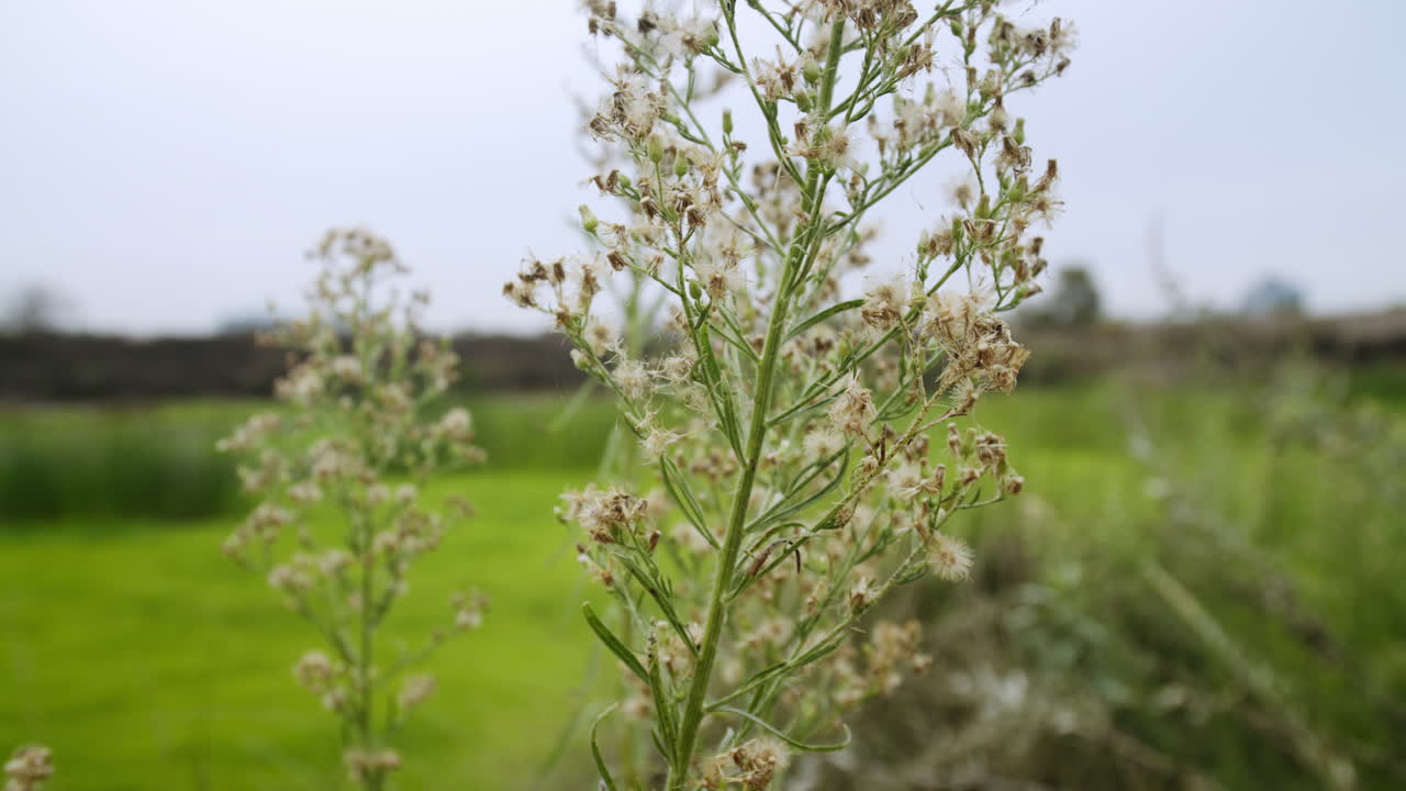 A field of wildflowers in the countryside
