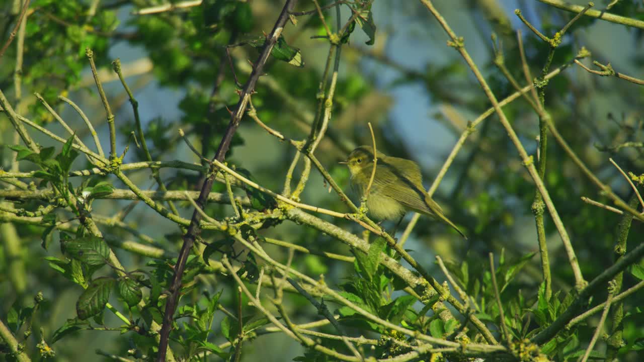 Luì piccolo comune che riposa tra rami verdi nel suo habitat naturale boschivo. Piccolo uccello canoro britannico filmato nella soffusa luce primaverile nella campagna del Regno Unito.