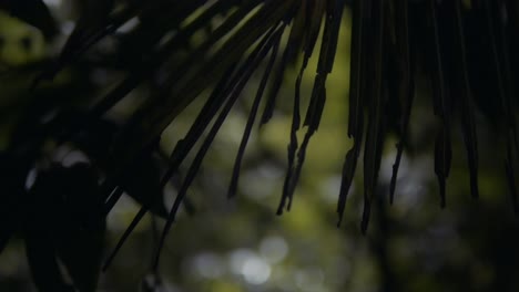 Walddschungel,-Nahaufnahme-Von-Pflanzen-Und-Laub