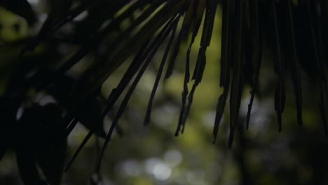 Forest-Jungle-Close-up-Tilt-View-of-Plants-and-Foliage